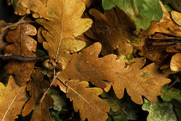 Autumn creative composition with beautiful autumn leaves.