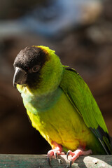 Curious exotic green parrot perched on a branch. Birds photography.
