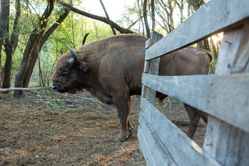 European bison - Bison bonasus in the Moldavian reserve. © Mountains Hunter