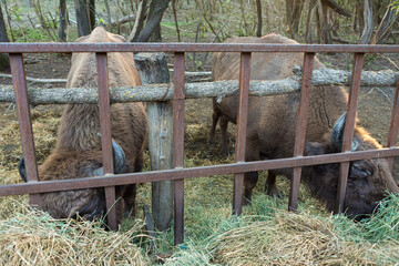 European bison - Bison bonasus in the Moldavian reserve. © Mountains Hunter