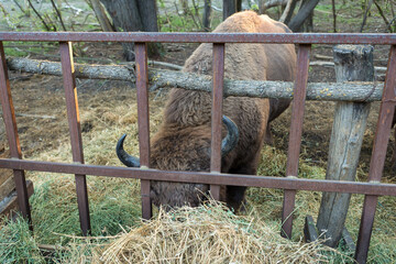 European bison - Bison bonasus in the Moldavian reserve. © Mountains Hunter