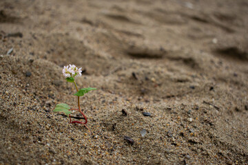 seedling growing in soil