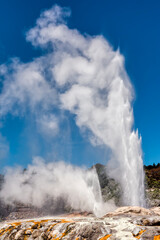 Pohutu Geyser in Te Puia