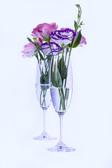 Eustoma in champagne glasses on white background