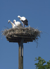 Storch mit zwei Jungtieren im Nest auf Föhr