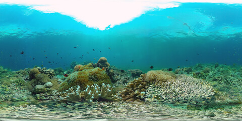 Fototapeta na wymiar Coral reef underwater with fishes and marine life. Coral reef and tropical fish. Panglao, Philippines. VR 360 Foto.