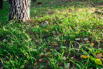 autumn morning in the forest