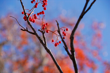 ナナカマドの実