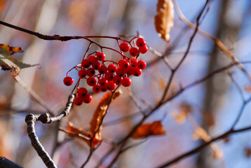 ナナカマドの実
