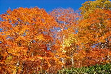 Fototapeta premium 紅葉