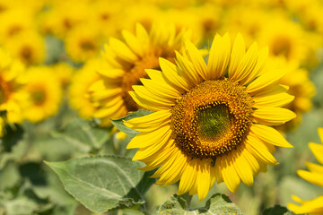 Image of beautiful sunflowers photographed close. Sunflower Flower Blossom.