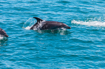 Pair of dolphins in Bay of Islands, New Zealand
