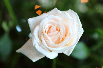 Closeup Beautiful roses blooming in the dark background