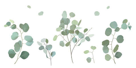 Silver dollar eucalyptus selection branches vector design set