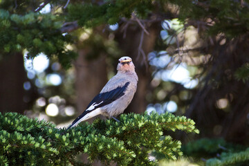 ビスケットを咥えた山鳥