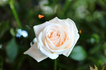 Closeup Beautiful roses blooming in the dark background