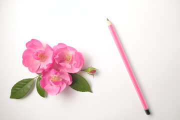 A flower arrangement of roses and a pencil next to it on a white background. Happy holiday concept. Top view and copy space