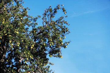 Ripe juicy pears on tree branch in garden
