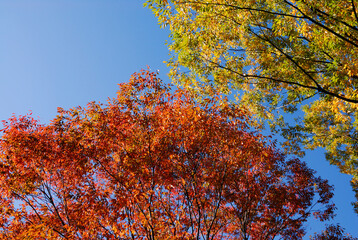 Fototapeta premium 紅葉