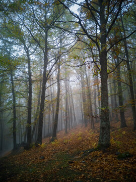El Tiemblo, chesnut forest, Spain © jerdozain
