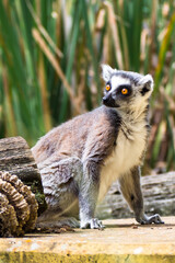 curious looking ring-tailed lemur with orange eyes