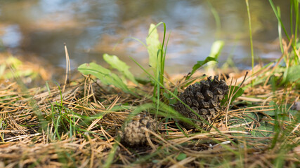 cone on the grass