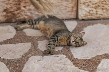 A brown stray cat lies on a stone and is played with spikelets on a blurred background, looks at the camera. Jerusalem stone. Israel cats
