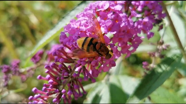 
Avisp&oacute;n  Volucella zonaria, en flor de Buddleja davidii florecida