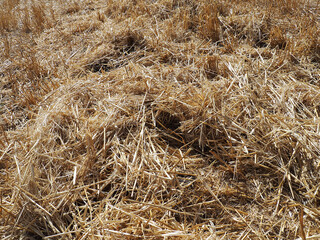 hay in the harvested wheat field, wheat straw and straw in the field, straw in the field,