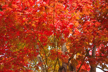 紅葉