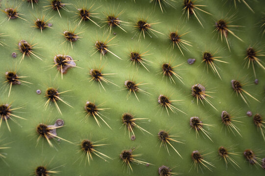 Close-up of prickly pear cactus pad, Opuntia, with spines and areoles in regular pattern, green texture background, Lanzarote, Canary Islands