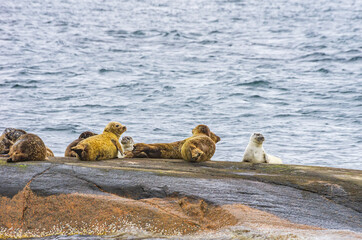 Colony Of Seals On Rocky Island - Colony of seals on a rocky island in the archipelago off Lysekil, Bohuslan, Vastra Gotaland County, Sweden.