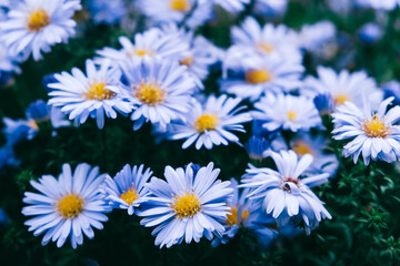 Obraz premium Blue camomiles on nature background. Copy, empty space for text