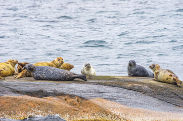 Colony Of Seals On Rocky Island - Colony of seals on a rocky island in the archipelago off Lysekil,...