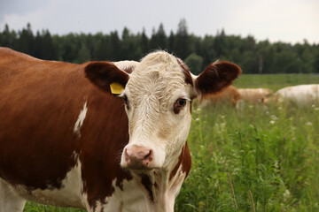 Cow and bull symbol of 2021 walk in the field in summer in cloudy weather close-up rain