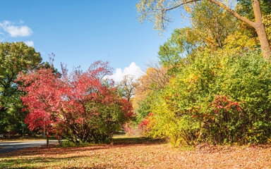 Naklejka premium Autumn scenes under sunny day 