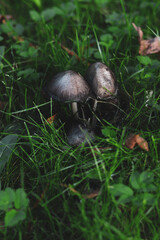 mushrooms in the grass