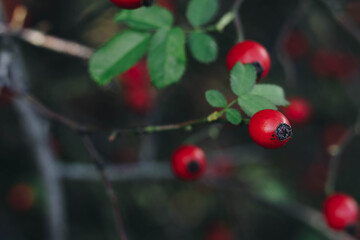 red berries on a tree