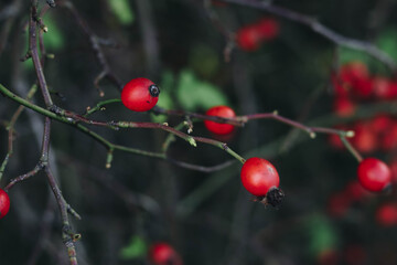 red berries on a branch