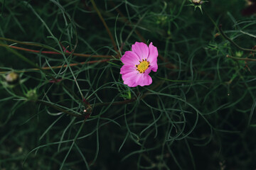 flower in the garden