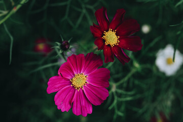 red flower in the garden
