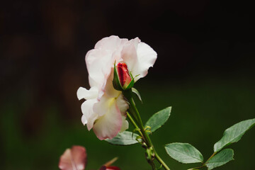 Obraz premium Rosa naciendo