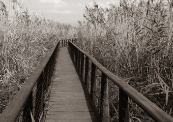 a wooden walkway with a handrail to pass through the thickets of Lake Hula for views of the lake and landscapes around.