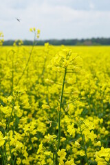 Obraz premium Rapeseed in flower
