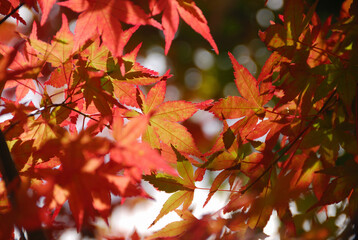 Fototapeta premium 紅葉