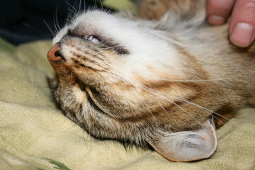 cat sleeping on a pillow