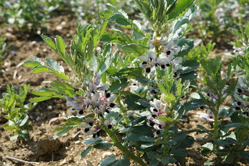 Broad bean Sutton in flower