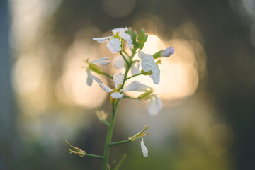 Primer plano de ramillete de pequeñas flores blancas de una planta de rabanitos en semillas , a contraluz y fondo levemente desenfocado 