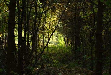 Obraz premium morning in the forest