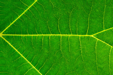background texture green leaf fragment closeup